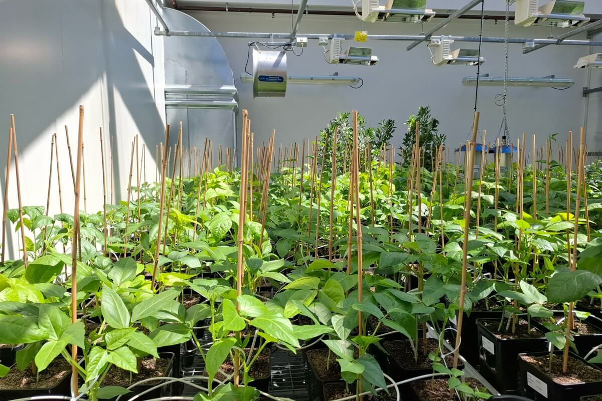 Maize growing in a farmer’s field in Ghana