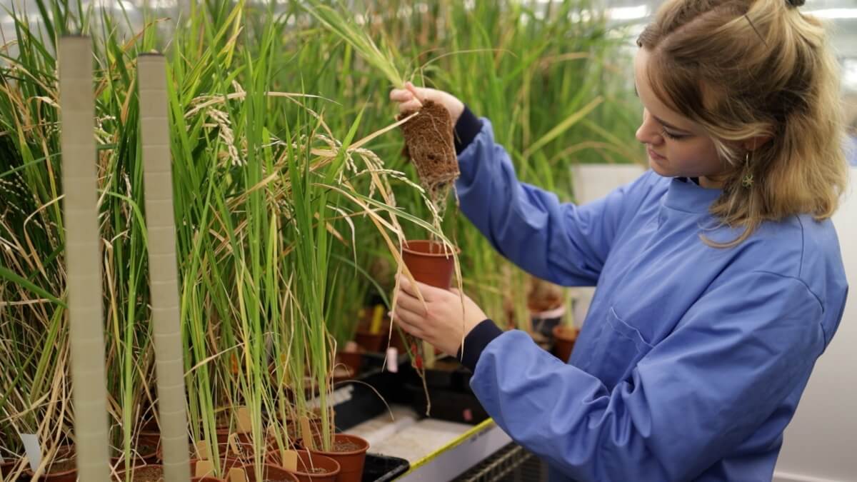 Emily Servanté, ENSA postdoctoral researcher, working with rice plants at the Crop Science Centre, University of Cambridge