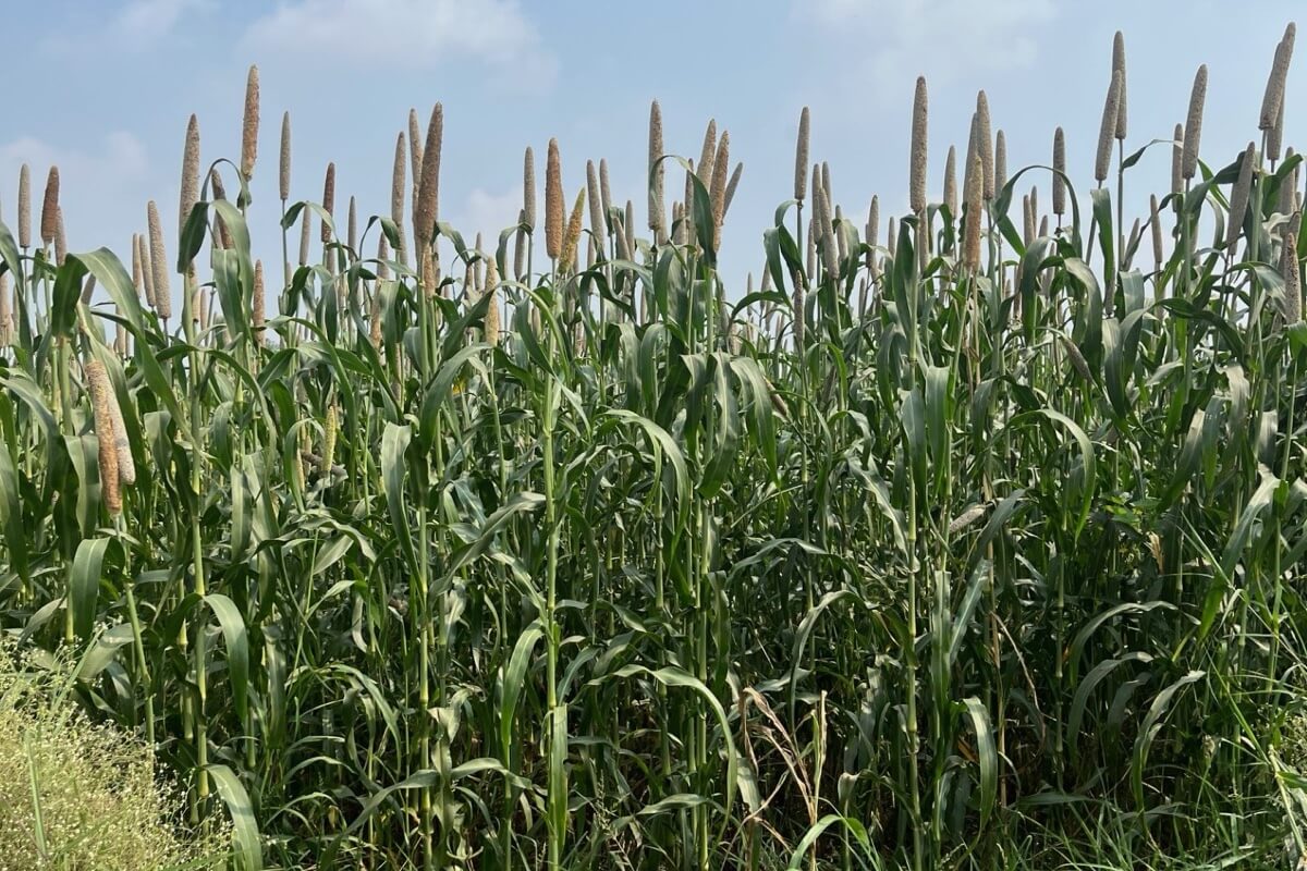 Maize growing in a farmer’s field in Ghana
