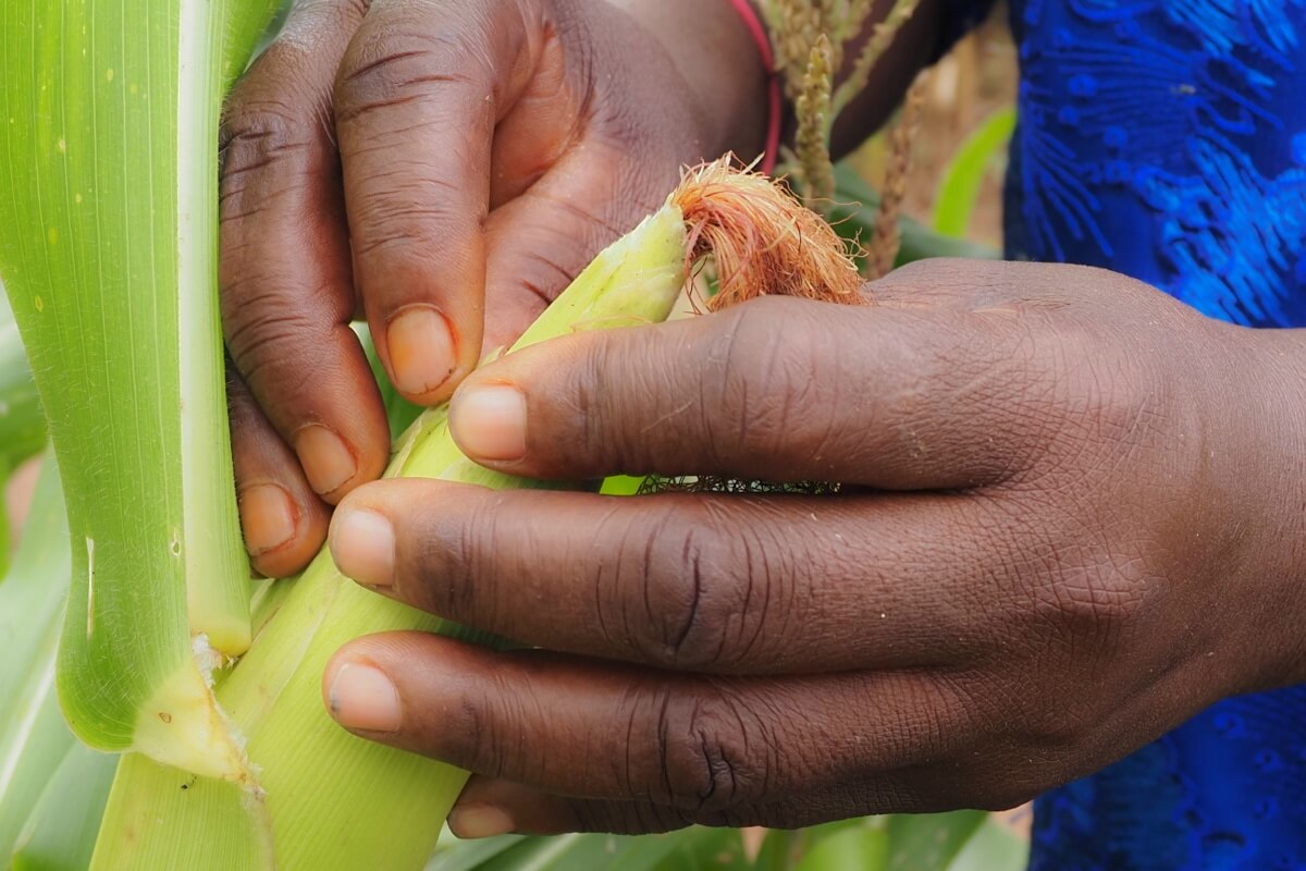 Maize being harvested in West Africa