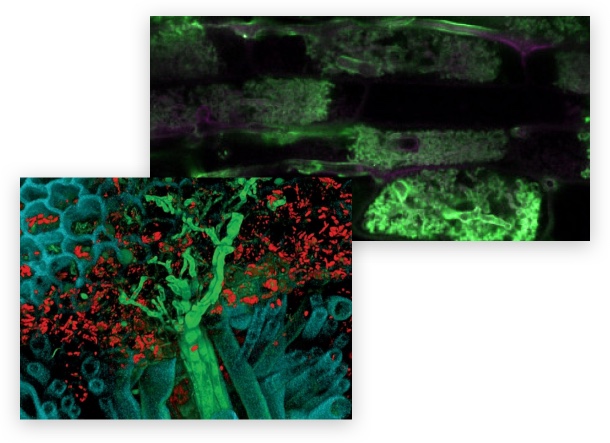 Mycorrhizal Symbiosis