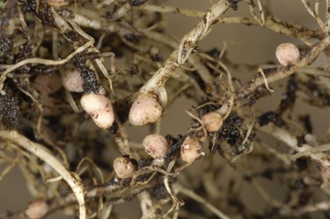 Nodules on the roots of legume plants