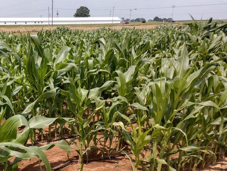Maize grown by ENSA group leader Ruaridh Sawers at Penn State University helped to experimentally validate the model of maize and AM fungi.