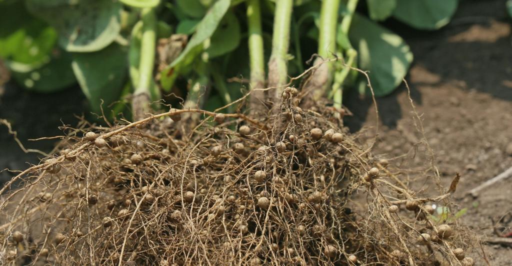 Nodules on the roots of soybean plants (stock image).