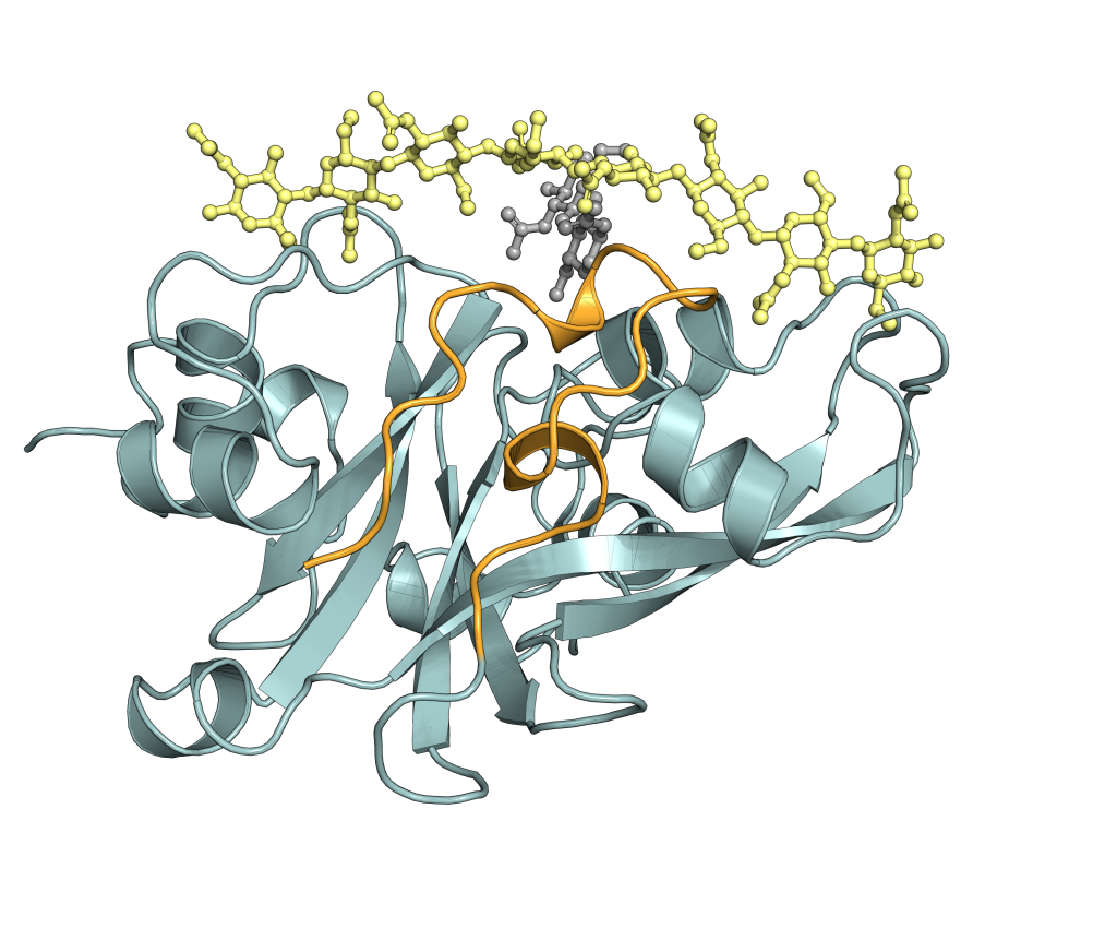 Rendering of CHIP13 structure (teal) with the bridge domain (orange), and long chitin fragments (yellow). Credit: Kira Gysel.